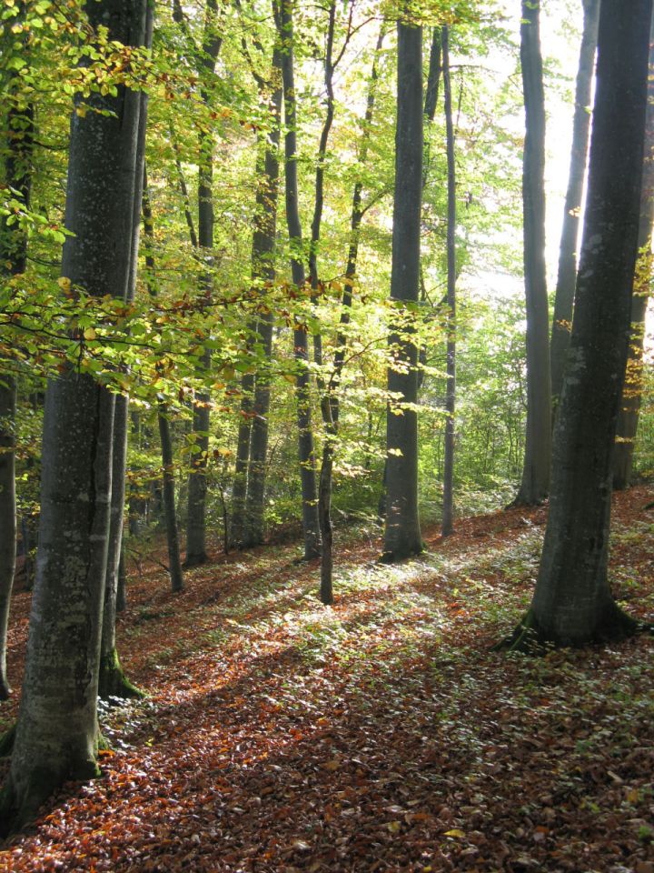 Herbstwald am Hallwilersee