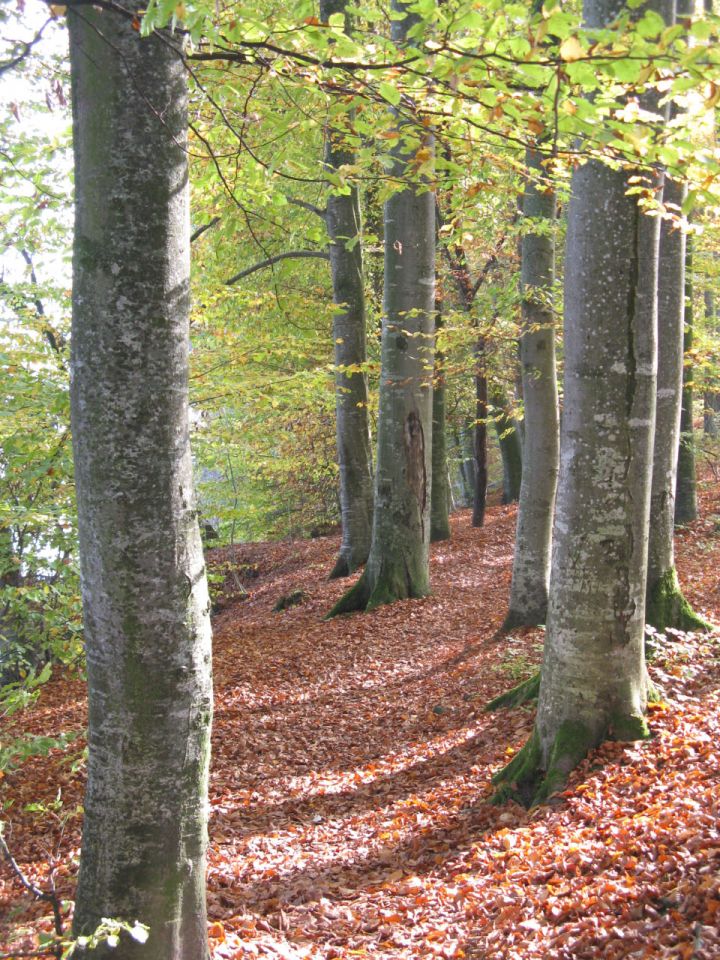 Herbstwald am Hallwilersee