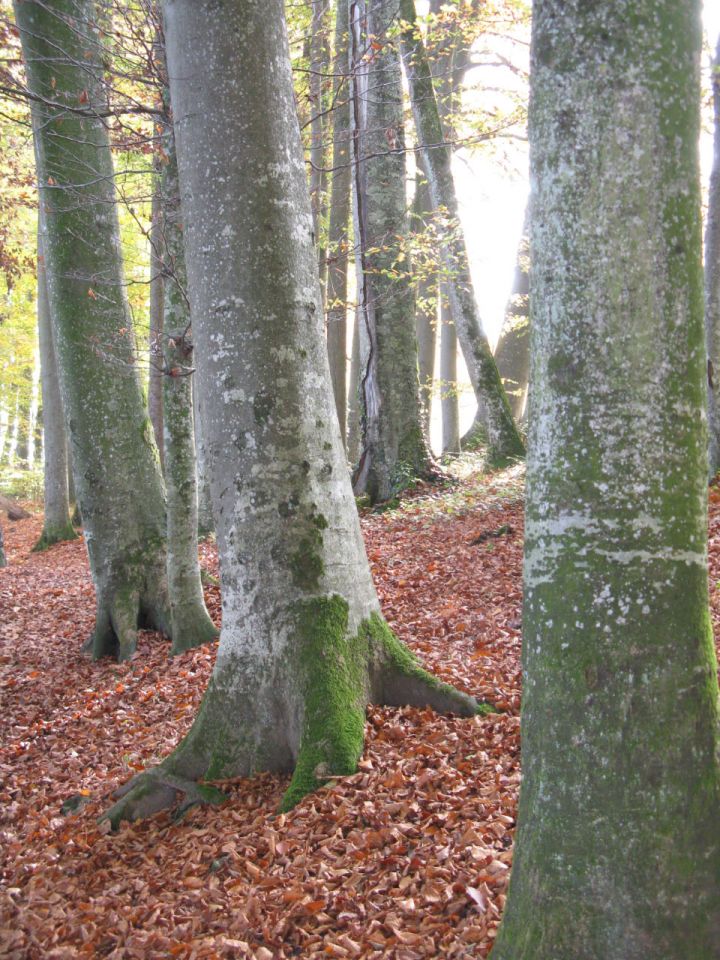 Herbstwald am Hallwilersee