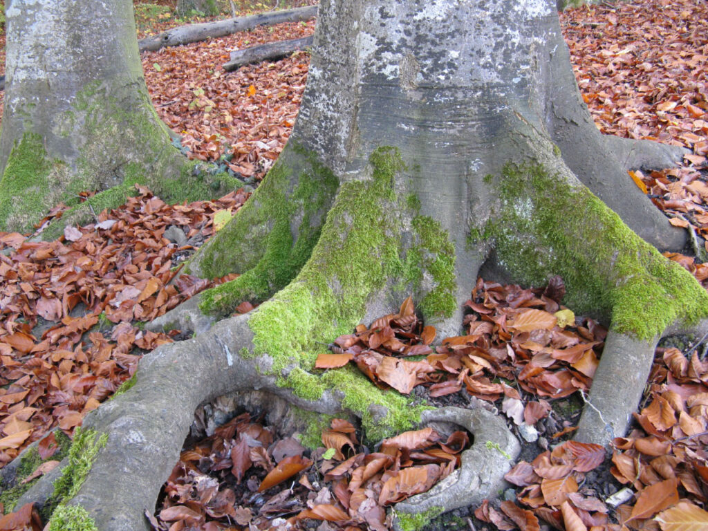 Baumwurzel im Herbst