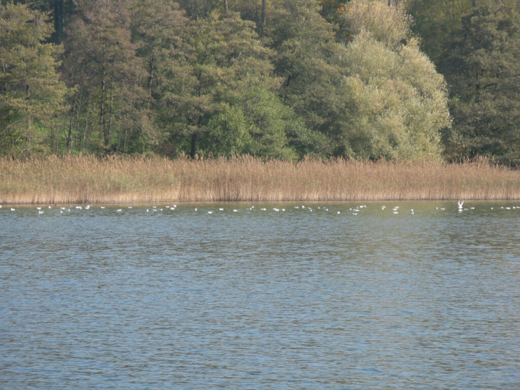 Am Hallwilersee beim Erlenhölzli im Herbst