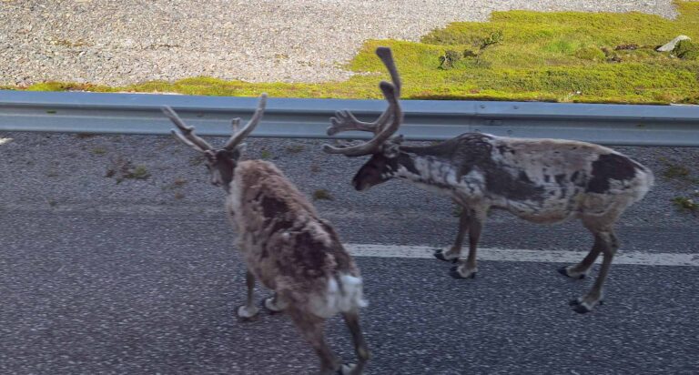 Fahrt von Alta nach Honningsvåg, eine Aufregung: die ersten Renntiere