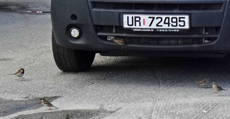 Fahrt von Honningsvåg nach Karasjok, Spatzen suchen Insekten