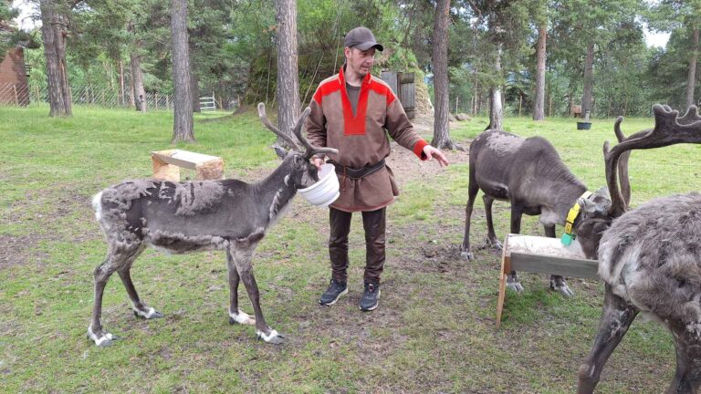 Freilichtmuseum-Sampi in Karasjok, Rentierzucht