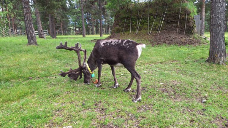 Freilichtmuseum-Sampi in Karasjok, Rentierzucht