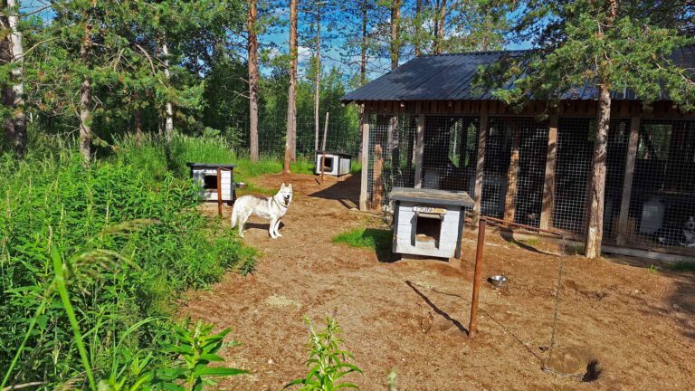 Hetta (FI), Schlittenhundezentrum