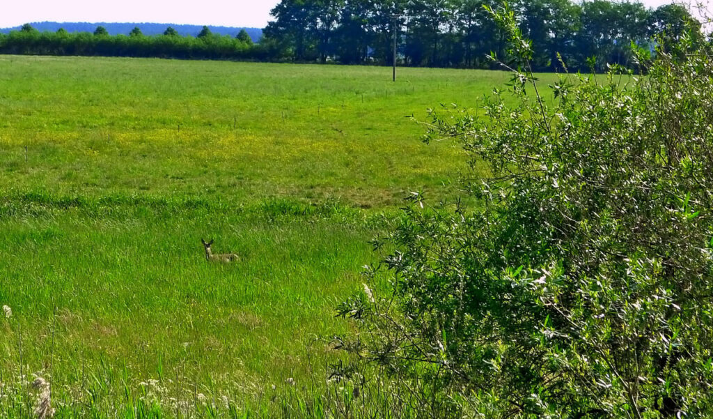 Fürstenberg - Zehdenik, auf der Havel