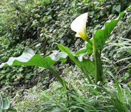 Eine wunderschöne Calla an der Levada do Castelejo