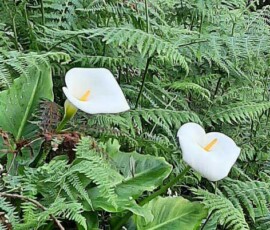 Zwei Callas an der Levada do Castelejo