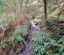 Bach an der Levada do Castelejo