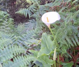 Calla an der Levada do Castelejo