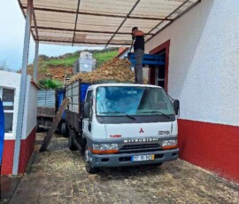 Abtransport des Überbleibsels vom Zuckerrohr