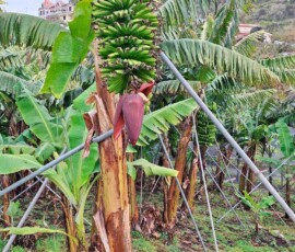 Bananenstrauch mit Bananen