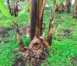 Grossmutter, Mutter und Kind einer Bananenstaude