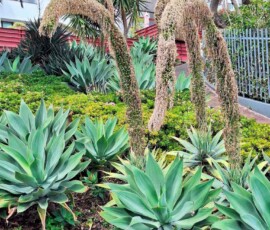 Agave in Ajuda