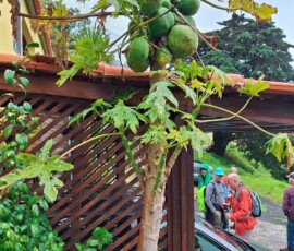 Papaya an der Levada do Caniçal