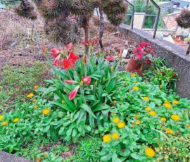 Amaryllis und Ringelblumen an der Levada do Caniçal