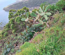 Feigenkaktus auf dem Pico do Facho