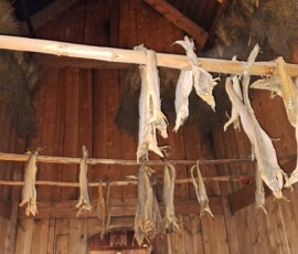 Stockfische im Wikingermuseum in Borg