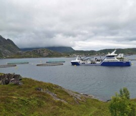Auf den Lofoten, eine Fischzucht