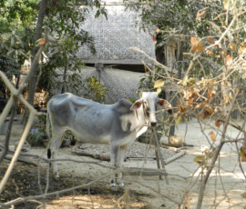 Burma (Myanmar), Jan. 3013