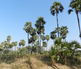 Burma (Myanmar), Jan. 3013