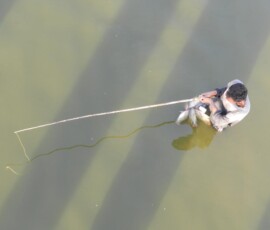 Burma (Myanmar), Jan. 3013