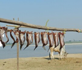 Burma (Myanmar), Jan. 3013