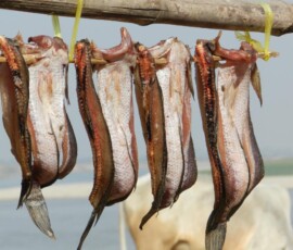 Burma (Myanmar), Jan. 3013