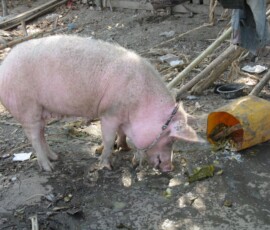 Burma (Myanmar), Jan. 3013