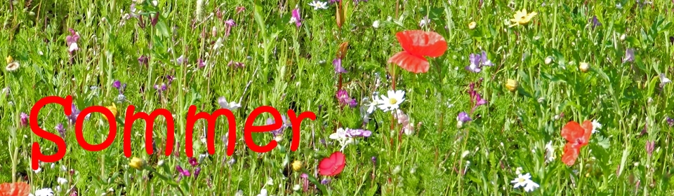 Sommer